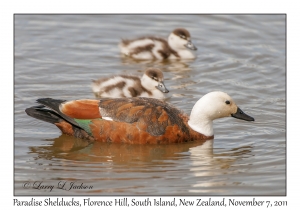 Paradise Shelducks