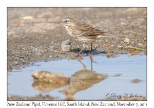 New Zealand Pipit