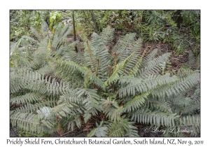 Prickly Shield Ferns