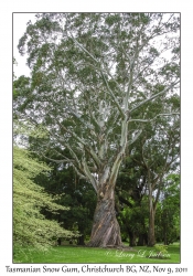 Tasmanian Snow Gum