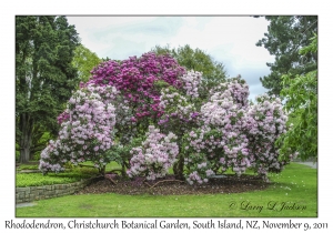 Rhododendron