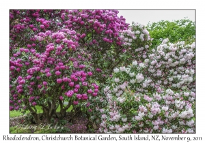 Rhododendron