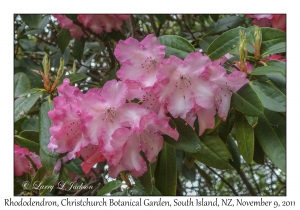 Rhododendron