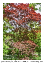 Japanese Maple