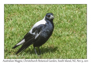 Australian Magpie