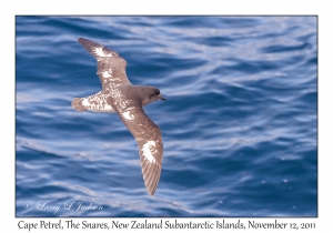 Cape Petrel