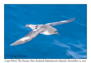 Cape Petrel