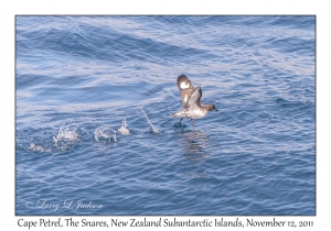 Cape Petrel