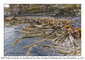 Bull Kelp