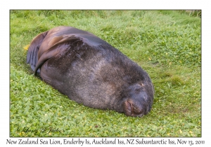 New Zealand Sea Lion