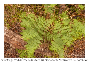 Bat's Wing Fern