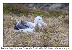 Southern Royal Albatross