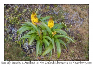 Ross Lilies