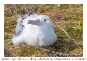 Southern Royal Albatross