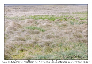 Tussock