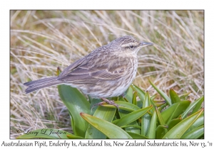 Australasian Pipit