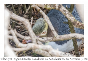 Yellow-eyed Penguin