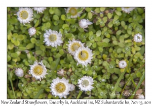 New Zealand Strawflowers