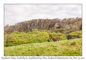 Southern Rata