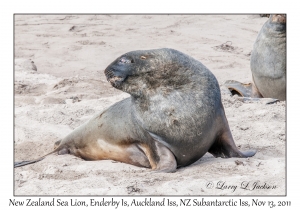 New Zealand Sea Lion