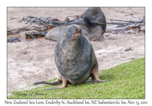 New Zealand Sea Lion