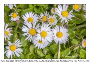 New Zealand Strawflowers