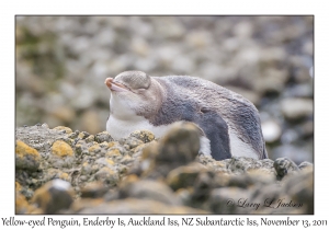 Yellow-eyed Penguin