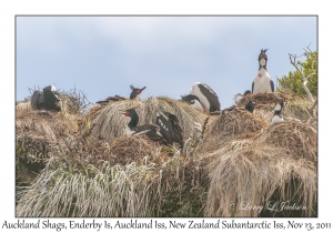 Auckland Shags