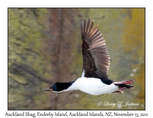 Auckland Shag