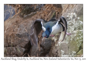 Auckland Shag