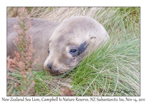 New Zealand Sea Lion