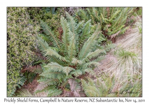 Prickly Shield Ferns