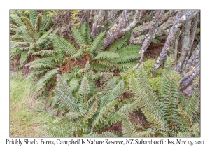 Prickly Shield Ferns