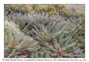 Prickly Shield Ferns