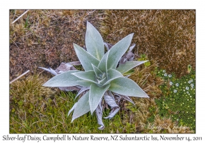 Silver-leaf Daisy