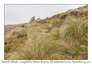 Tussock Hillside