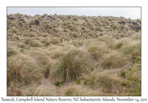 Tussock