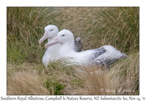 Southern Royal Albatross