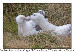 Southern Royal Albatross