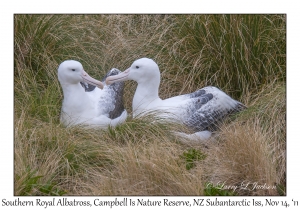 Southern Royal Albatross