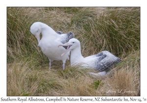 Southern Royal Albatross