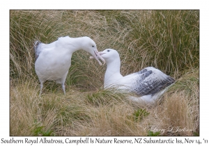 Southern Royal Albatross