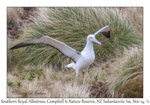 Southern Royal Albatross