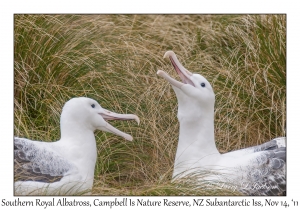 Southern Royal Albatross