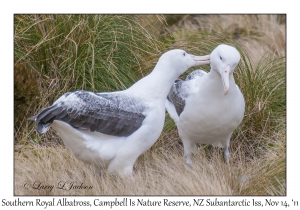 Southern Royal Albatross