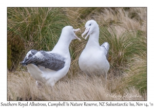 Southern Royal Albatross