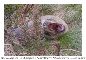 New Zealand Sea Lion