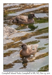 Campbell Island Teals