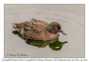 Campbell Island Teal