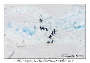 Adelie Penguins